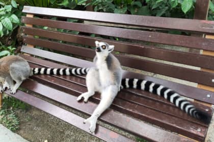 a famosa safari wonderland